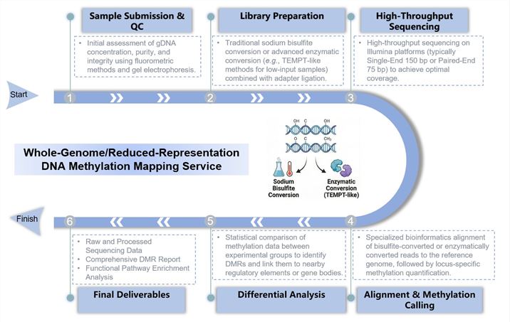 Core steps of whole-genome/reduced-representation DNA methylation mapping service. (Creative Biolabs Original)