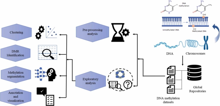 Fig 1. Graphical abstract of methods in DNA methylation array dataset analysis. (OA Literature)