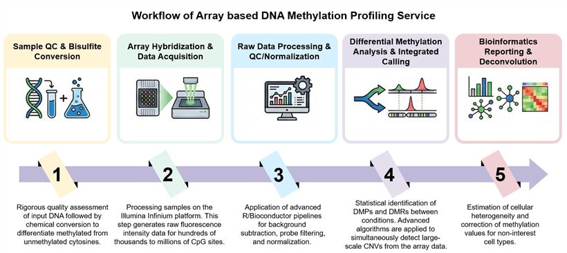 Core steps of array based DNA methylation profiling service. (Creative Biolabs Original)