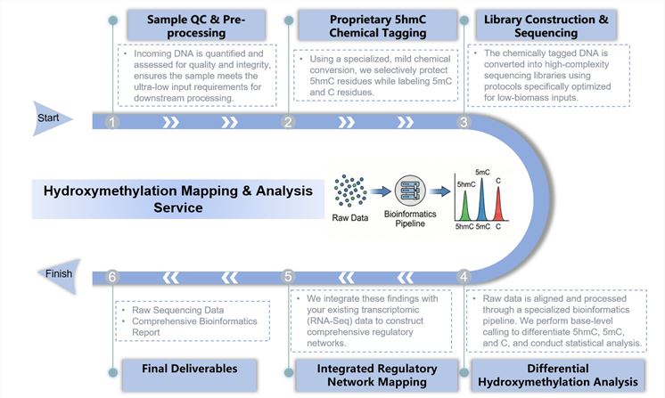 Core steps of hydroxymethylation mapping & analysis service. (Creative Biolabs Original)
