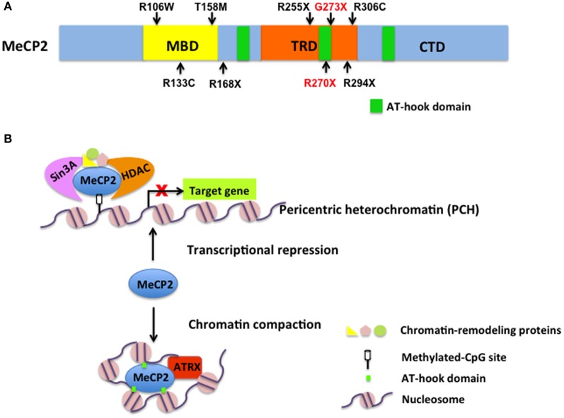 Fig 1. A schematic diagram of MeCP2 structure and functions in transcription repression and chromatin compaction. (OA Literature)