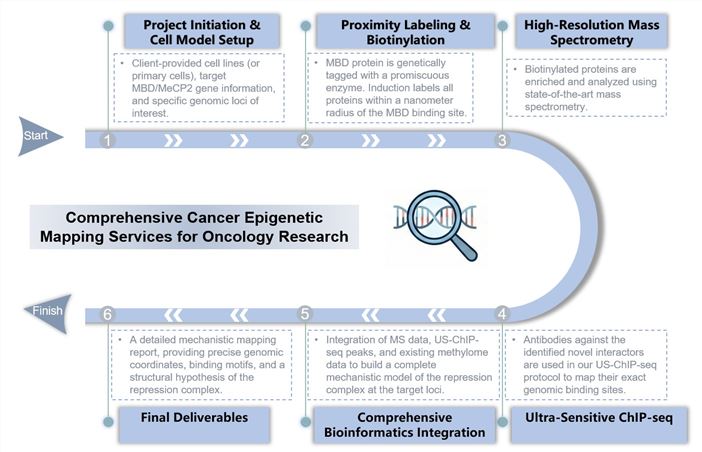 Core steps of MBD/MeCP2-mediated repression complex mapping service. (Creative Biolabs Original)