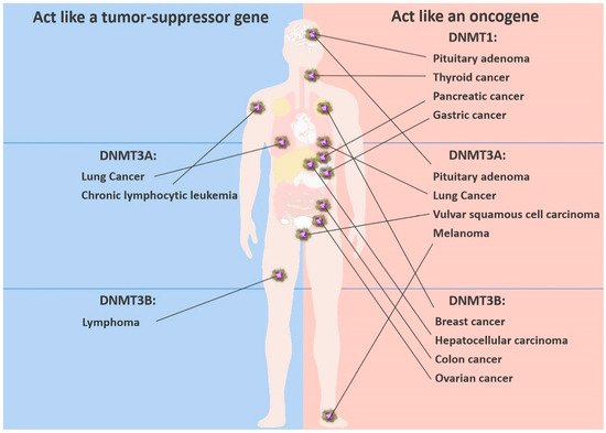 Fig 1. DNMTs play different roles in cancers. (OA Literature)