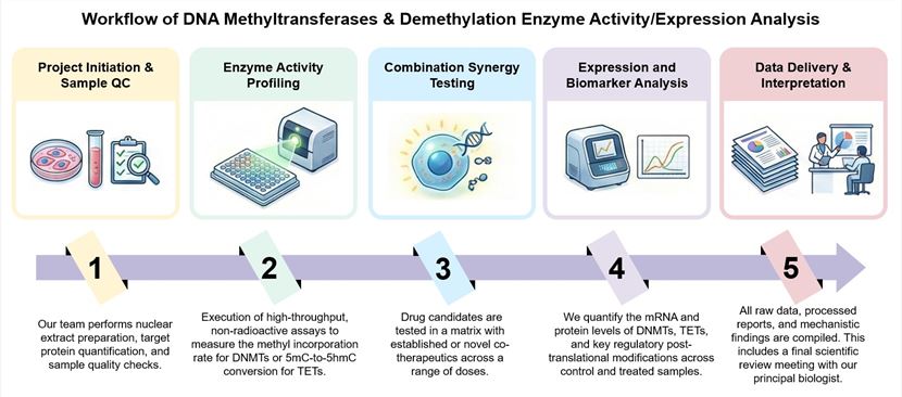 Core steps of DNA methyltransferases & demethylation enzyme activity/expression analysis service. (Creative Biolabs Original)