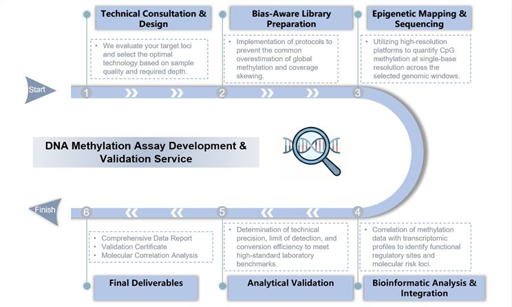 Core steps of DNA methylation assay development & validation. (Creative Biolabs Original)