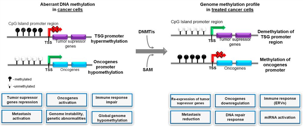 Fig 1. DNMT inhibitors block hypermethylation of DNA, hence decreasing methylation of the promoters of tumor suppressor genes, causing upregulation of their expression. (OA Literature)
