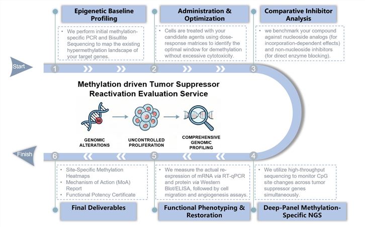 Core steps of methylation driven tumor suppressor reactivation evaluation service. (Creative Biolabs Original)