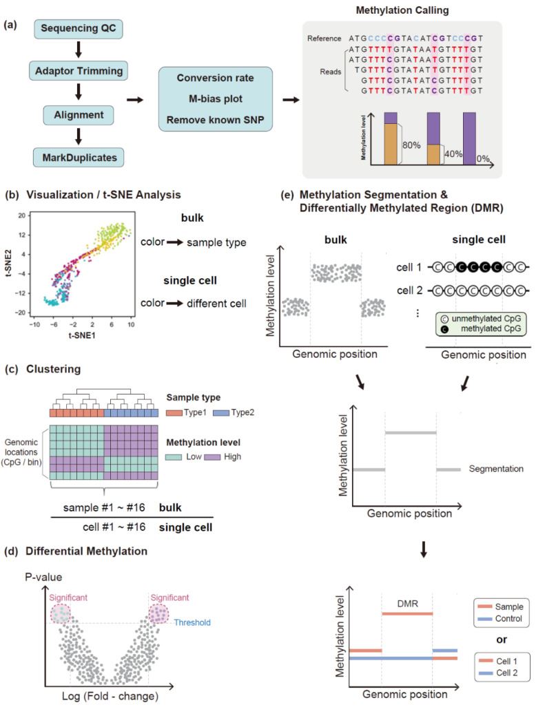 Fig 1. Overview of the methylation analysis pipeline. (OA Literature)