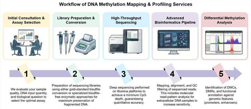 Core steps of DNA methylation mapping & profiling services. (Creative Biolabs Original)