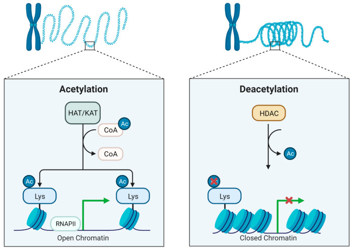 Fig 1. The processes of histone acetylation and deacetylation are fundamental mechanisms of epigenetic regulation, controlling gene expression. (OA Literature)