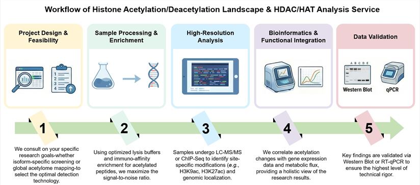 Core steps of histone acetylation/deacetylation landscape & HDAC/HAT analysis service. (Creative Biolabs Original)