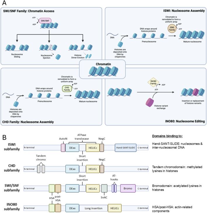 Fig 1. Chromatin remodeling complexes. (OA Literature)