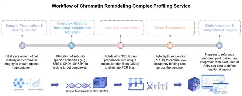 Core steps of chromatin remodeling complex profiling service. (Creative Biolabs Original)
