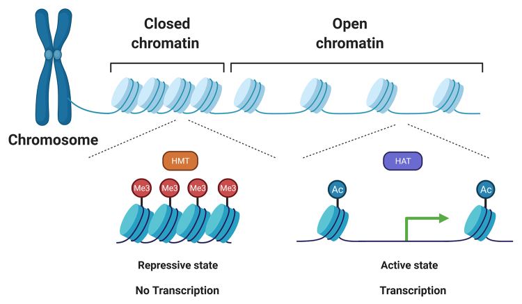 Fig 1. Histone methylation and acetylation’s impact on chromatin remodeling. (OA Literature)