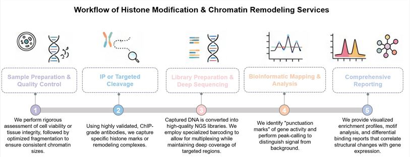 Core steps of histone modification & chromatin remodeling service. (Creative Biolabs Original)