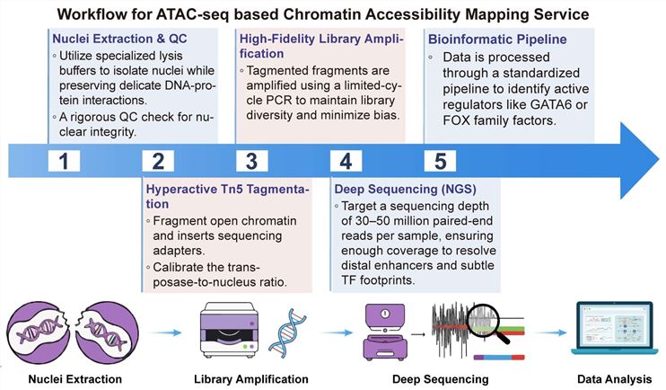 A simple procedure for ATAC-seq based chromatin accessibility mapping services. (Creative Biolabs Original)