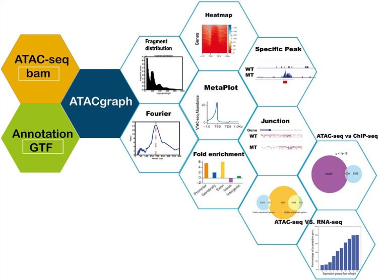 Fig.1 Schematic diagram of the ATACgraph workflow. (OA Literature)