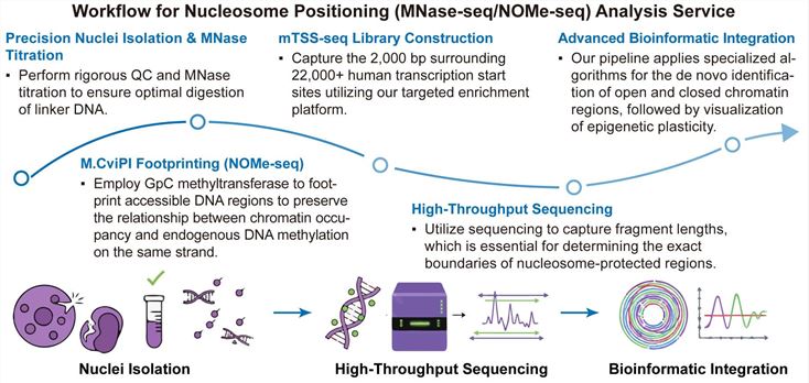 A simple procedure for nucleosome positioning (MNase-seq/NOMe-seq) analysis service. (Creative Biolabs Original)