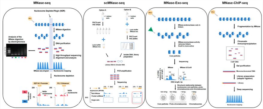 Fig.1 A brief introduction to MNase-seq methodology and analysis. (OA Literature)
