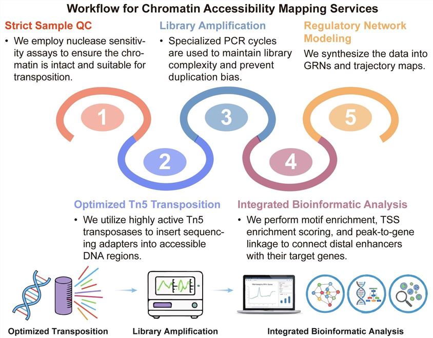 A simple procedure for chromatin accessibility mapping services. (Creative Biolabs Original)