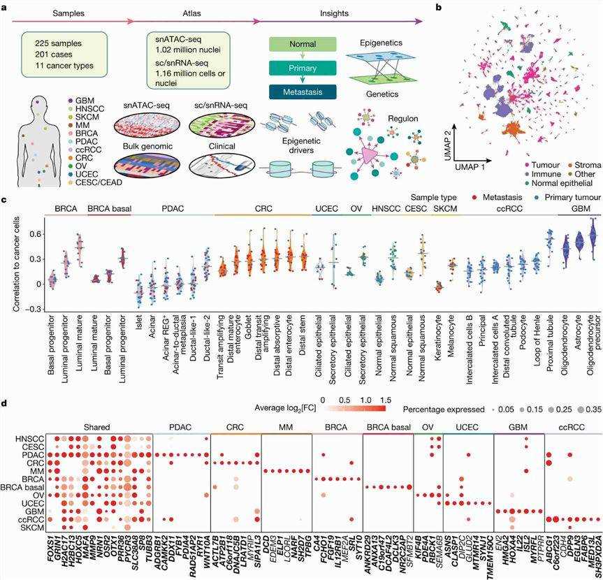 Fig.1 Comparative analysis reveals shared and distinct chromatin accessibility patterns across 11 cancers. (OA Literature)
