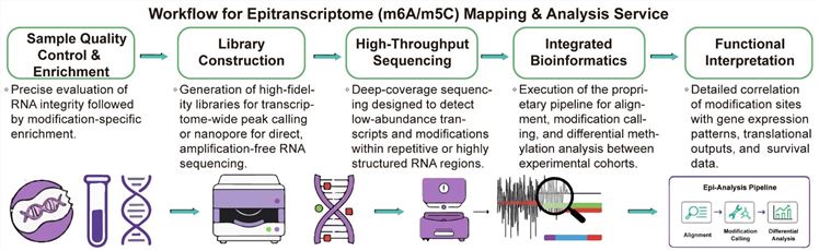 A simple procedure for epitranscriptome (m6A/m5C) mapping and analysis service. (Creative Biolabs Original)