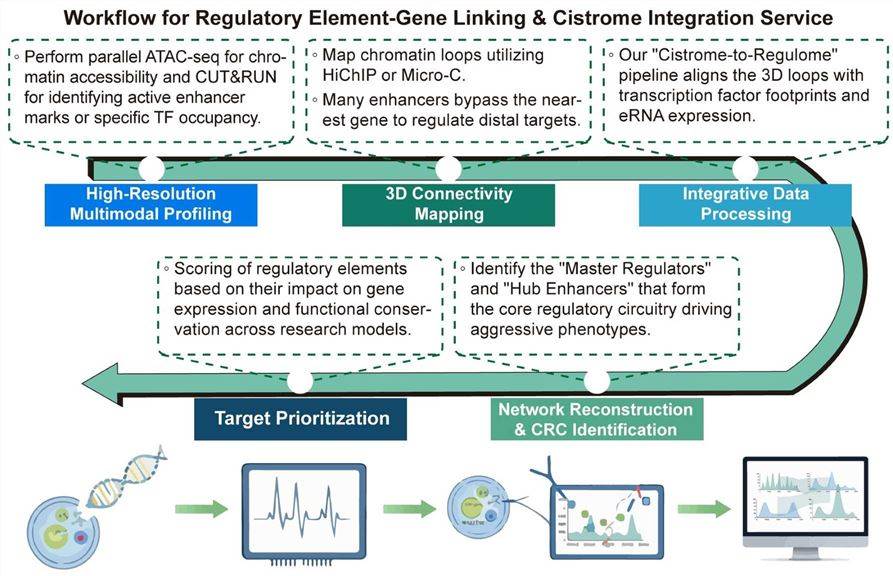 A simple procedure for regulatory element-gene linking and cistrome integration service. (Creative Biolabs Original)