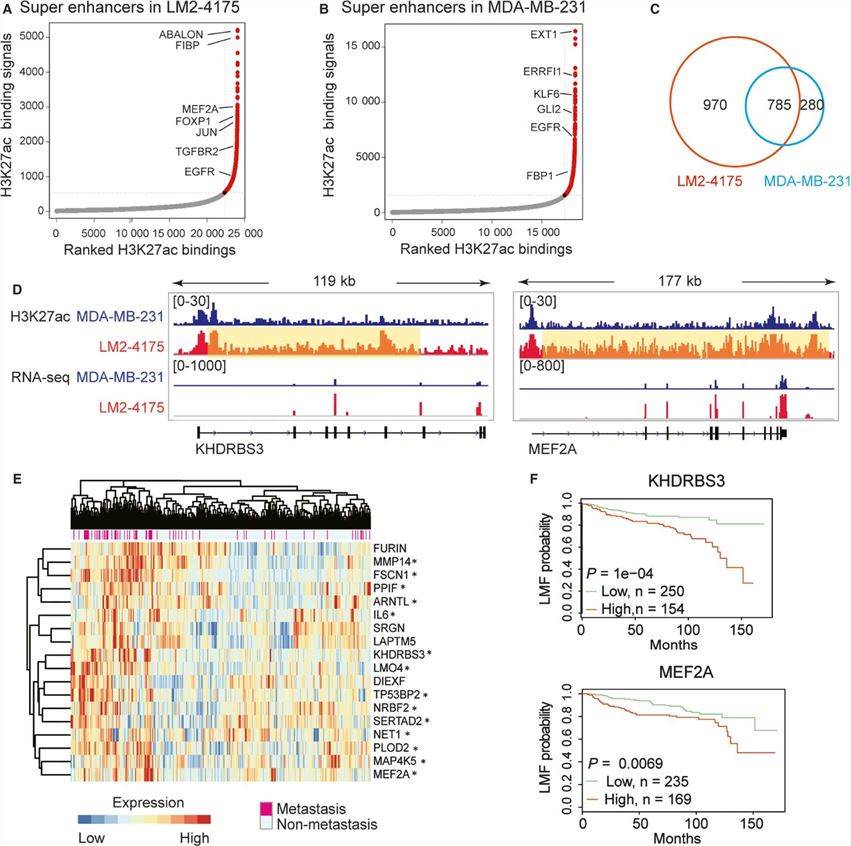 Fig.1 Acquisition of super-enhancers in cells with lung metastatic potential. (OA Literature)