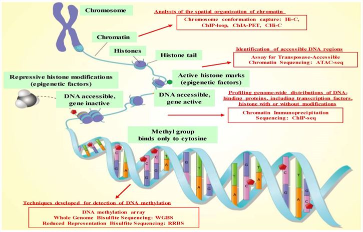Fig.1 Schematic overview of epigenetic mechanisms and analytical methodologies. (OA Literature)