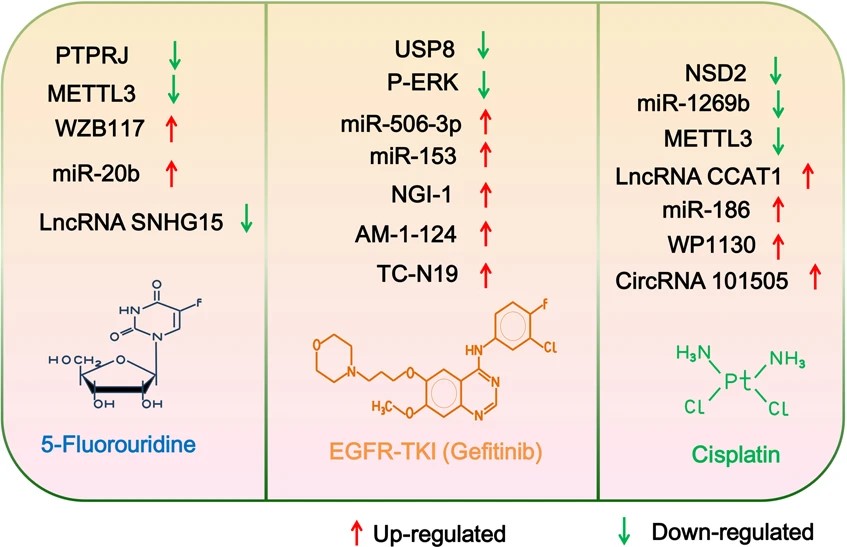 Fig.1 Key regulators in epitranscriptomics and epiproteomics as therapeutic targets. (OA Literature)