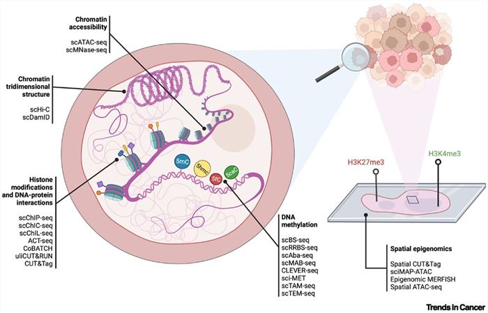 Fig 1. Single-cell epigenetic multi-omic approaches. (OA Literature)