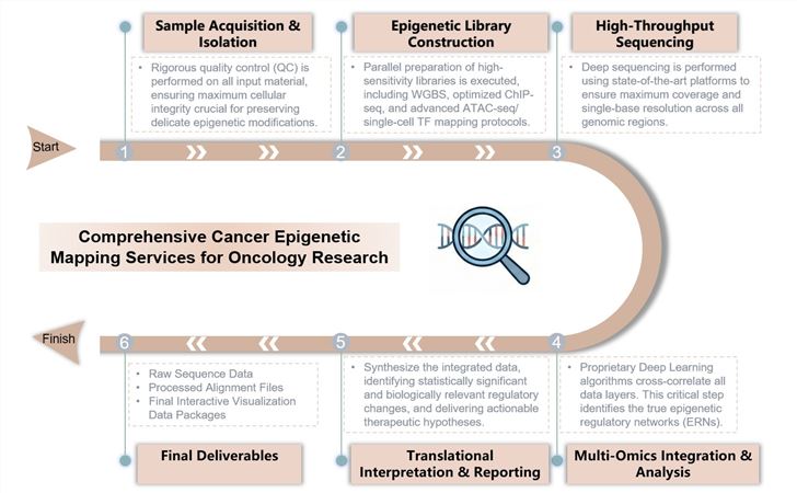 Core steps of comprehensive cancer epigenetic mapping service. (Creative Biolabs Original)