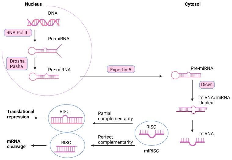 Fig 1. miRNAs - the mechanism of action. (OA Literature)