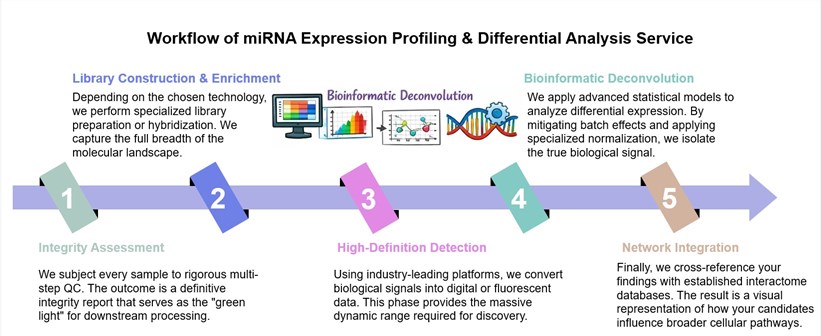 Core steps of miRNA expression profiling & differential analysis. (Creative Biolabs Original)