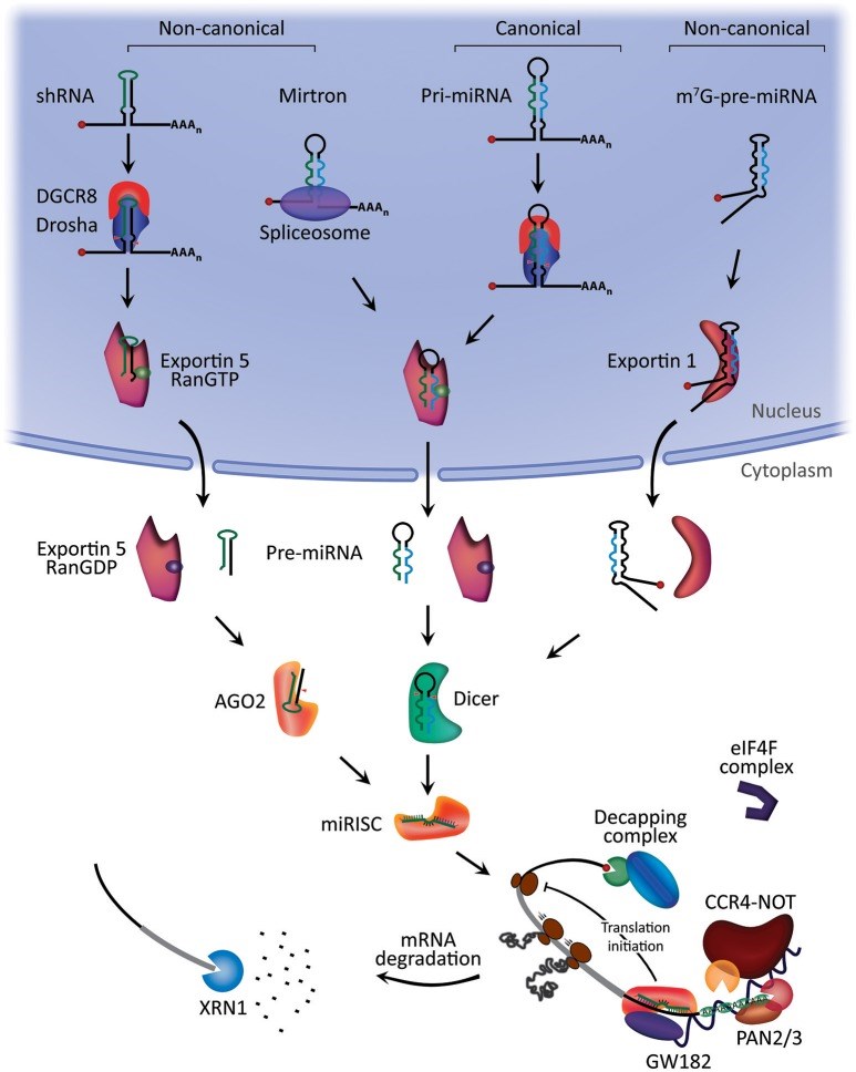 Fig 1. Biogenesis of miRNAs. (OA Literature)