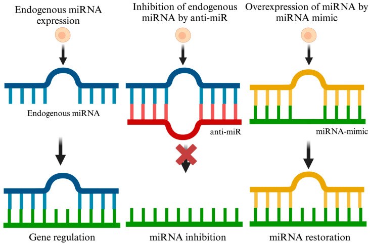 Fig 1. Three key approaches to modulating miRNA activity. (OA Literature)