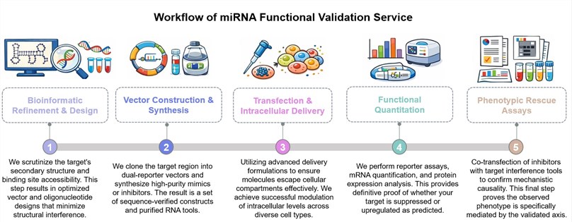 Core steps of miRNA functional validation service. (Creative Biolabs Original)