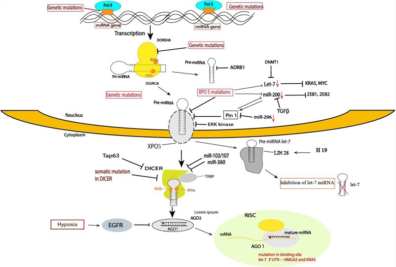 Fig 1. Summary of the mechanism of TS miRNA regulation in cancer. (OA Literature)