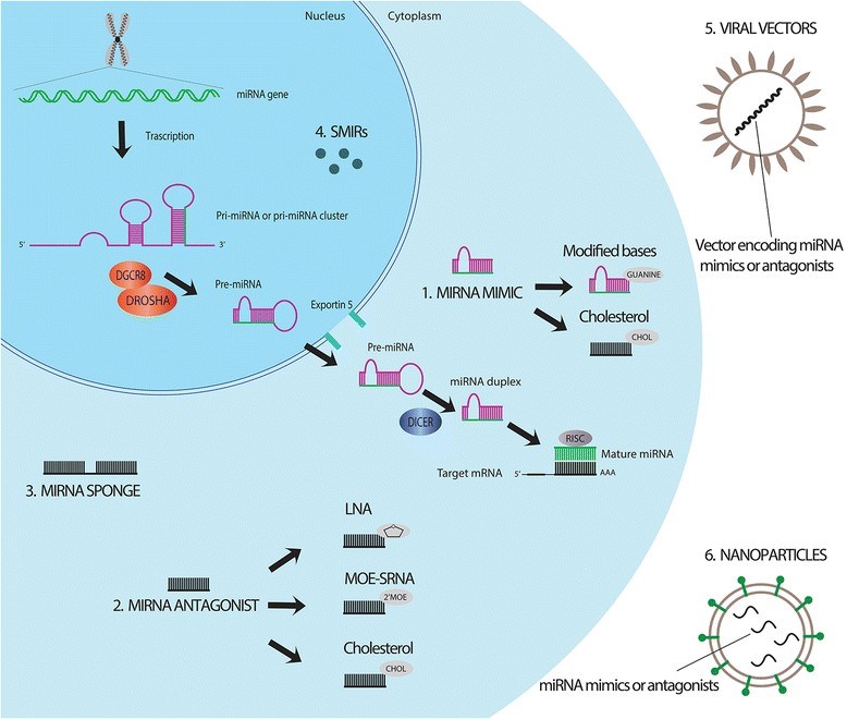 Fig 1. The main strategies for the modulation of miRNA activity. (OA Literature)