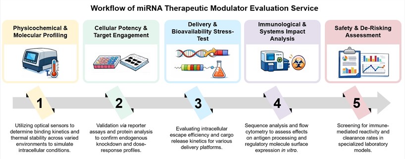 Core steps of miRNA therapeutic modulator evaluation service. (Creative Biolabs Original)
