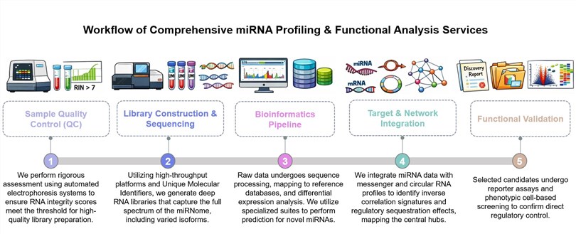 Core steps of comprehensive miRNA profiling & functional analysis. (Creative Biolabs Original)