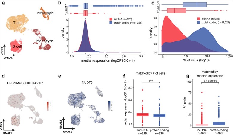 Fig 1. LncRNAs are systematically expressed in fewer cells compared to protein-coding genes. (OA Literature)