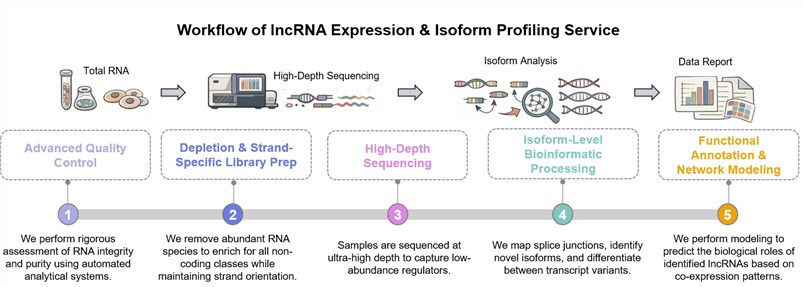 Core steps of lncRNA expression & isoform profiling service. (Creative Biolabs Original)