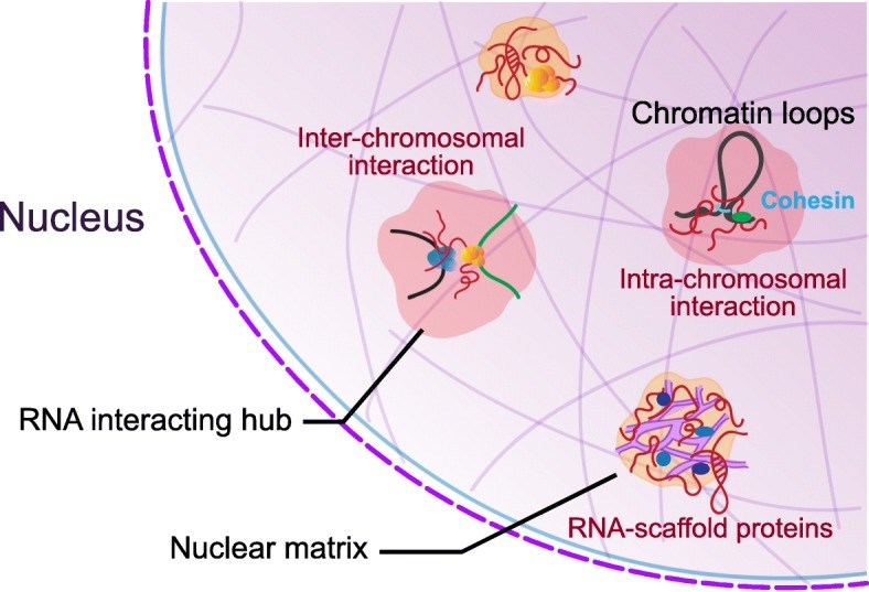 Fig 1. LncRNAs serve as scaffolds for protein complexes and bring two or several distant DNA loci together. (OA Literature)