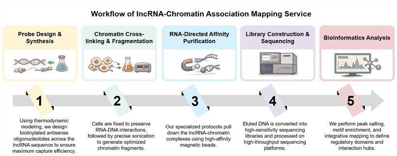 Core steps of lncRNA-chromatin association mapping service. (Creative Biolabs Original)