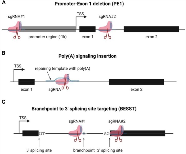 Fig 1. Schematic of lncRNA functional knockout strategies. (OA Literature)