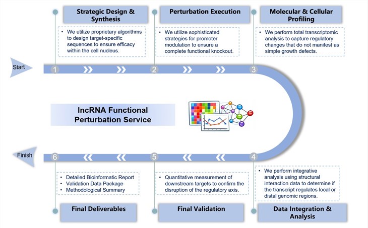 Core steps of lncRNA functional perturbation service. (Creative Biolabs Original)
