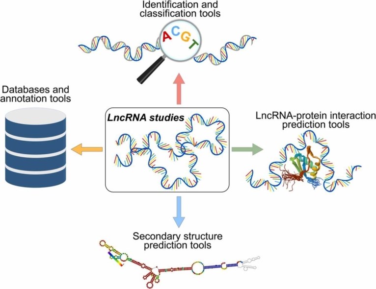 Fig 1. Exploring the landscape of tools and resources for the analysis of long non-coding RNAs. (OA Literature)