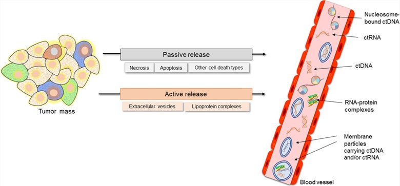 Fig 1. Circulating tumor nucleic acids may be released passively or actively. (OA Literature)