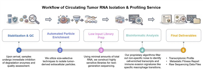 Core steps of circulating tumor RNA isolation & profiling service. (Creative Biolabs Original)